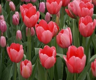 Tulp (Tulipa 'Pink Impression', Darwin)