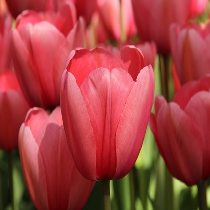 Tulipa 'Pink Impression' (Tulp)