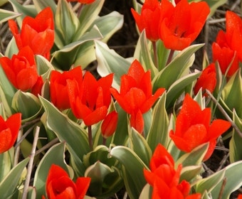 Tulp (Tulipa praestans 'Bloemenlust')