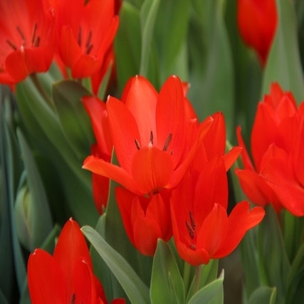 Tulipa praestans 'Füsilier' (wilde tulp)
