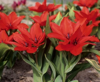 Tulp (Tulipa praestans 'Zwanenburg Variety')
