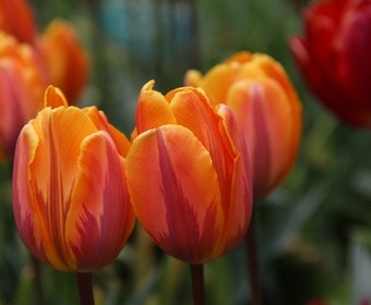 Tulp (Tulipa 'Prinses Irene', Enkel vroeg)