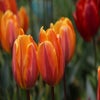 Tulp (Tulipa 'Prinses Irene')