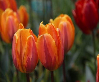 Tulp (Tulipa 'Prinses Irene')
