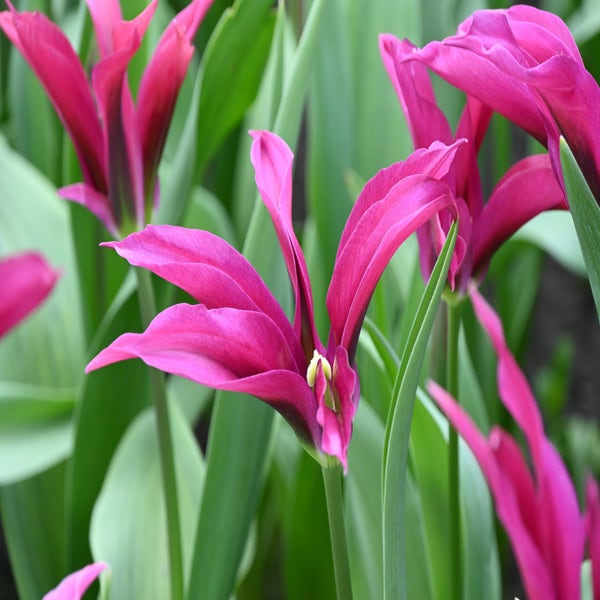 Tulipa 'Purple Doll' (Tulp)
