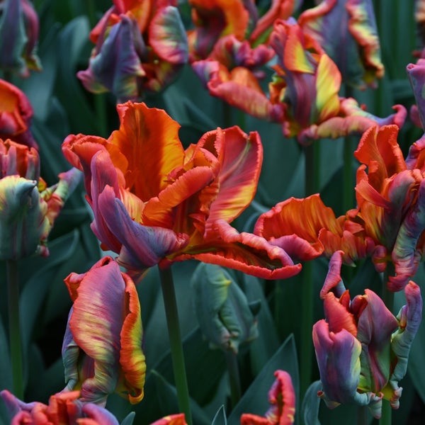 Tulp (Tulipa 'Rasta Parrot')