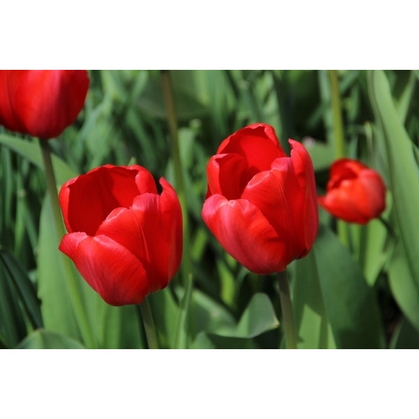 Tulp (Tulp 'Red Impression', Darwin) | Directplant