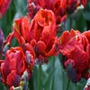 Tulp (Tulipa 'Rococo Double')