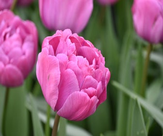 Tulp (Tulipa 'Rosy Diamond')