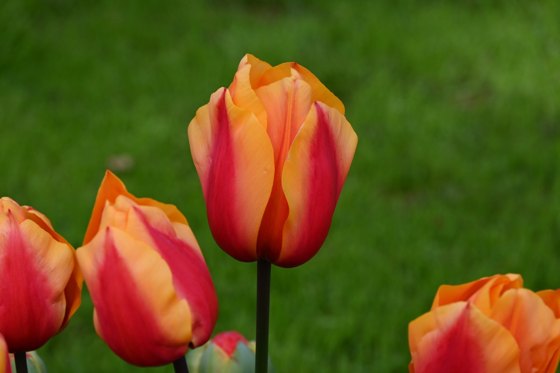 Tulp