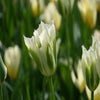 Tulp (Tulipa 'Spring Green')