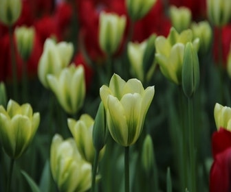 Tulp (Tulipa 'Spring Green', Viridiflora)