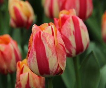 Tulp (Tulipa 'Spryng Break', Triumph)