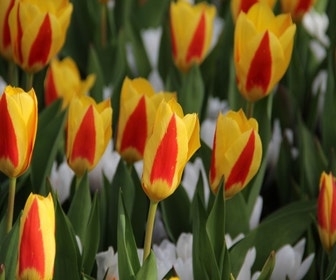 Tulp (Tulipa 'Stresa')