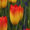 Tulp (Tulipa 'Suncatcher')
