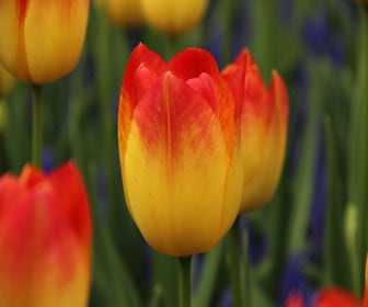 Tulp (Tulipa 'Suncatcher')