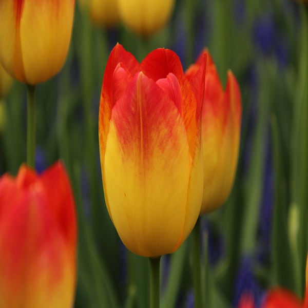 Tulp (Tulipa 'Suncatcher')
