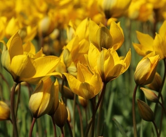 Tulp (Tulipa sylvestris - florentine odorate)