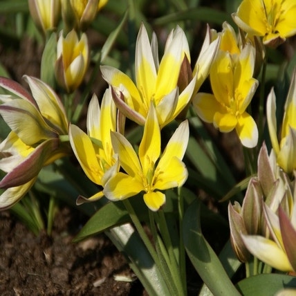 Tulipa tarda (Tulp)
