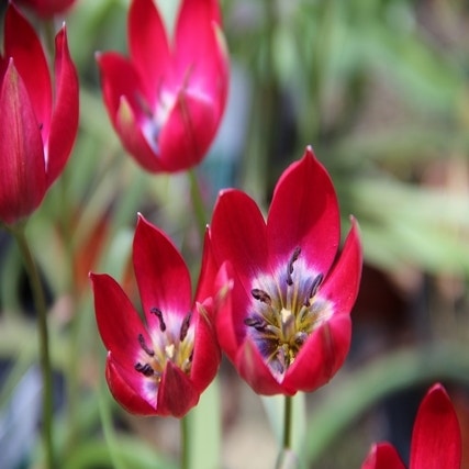 Tulipa 'Tiny Timo' (Wilde tulp)
