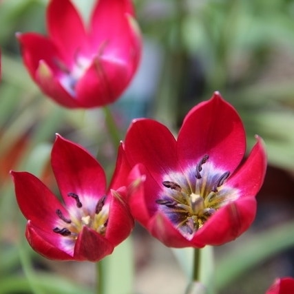 Tulipa 'Tiny Timo' (Wilde tulp)