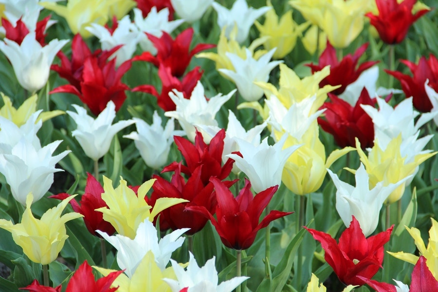 Tulp