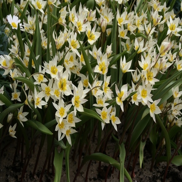 Tulipa turkestanica (wilde tulp)
