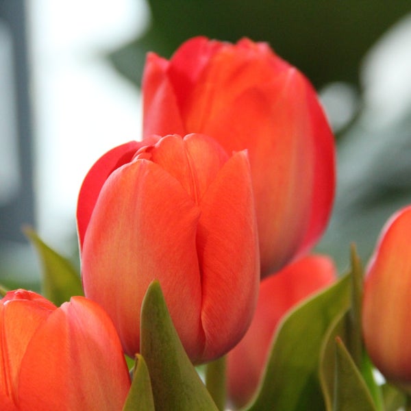 Tulp (Tulipa 'Orange van Eijk')