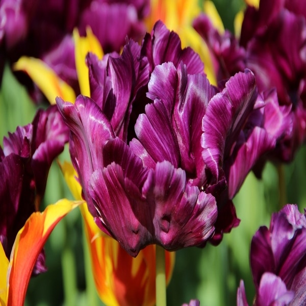 Tulp 'Victoria Secret'