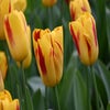 Tulp (Tulipa 'Washington')