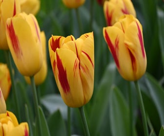 Tulp (Tulipa 'Washington')