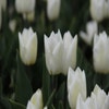 Tulp (Tulipa 'White Prince', Enkel vroeg)