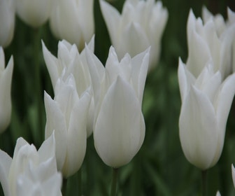 Tulp (Tulipa 'White Triumphator')