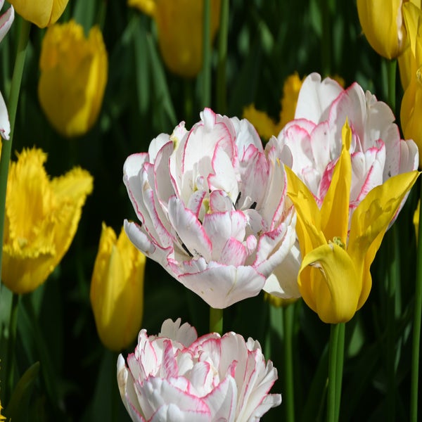 Tulp (Tulipa 'Wild Romance'®)