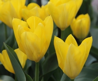 Tulp (Tulipa 'Yellow Purissima')