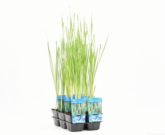 Lisdodde (Typha laxmannii)