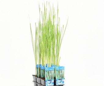 Lisdodde (Typha laxmannii)