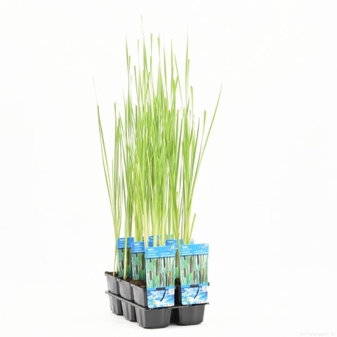 Typha laxmannii p9