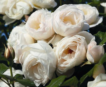 Klimroos (Rosa 'Uetersen Klosterrose')