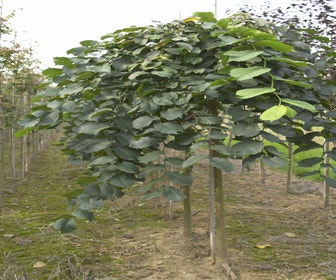 Treuriep (Ulmus glabra 'Pendula')