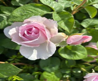Eetbare roos (Rosa 'Unique Aroma') (BIO)