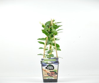 Blauwe bes (Vaccinium corymbosum 'Bluecrop')