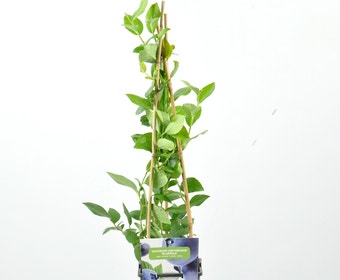 Bosbes (Vaccinium corymbosum ‘North Blue’)