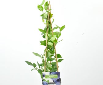 Blauwe bes (Vaccinium corybosum ‘Bluegold’)