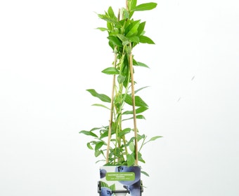 Bosbes (Vaccinium corymbosum ‘Heerma’)