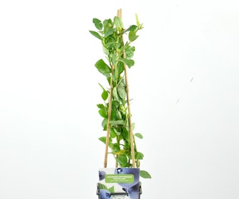 Bosbes (Vaccinium corymbosum ‘Northland’)