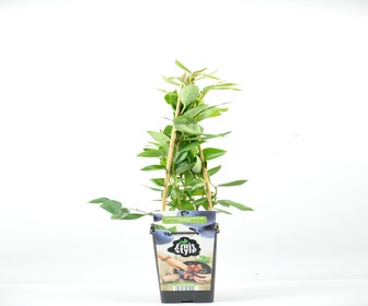 Bosbes (Vaccinium corymbosum ‘Pioneer’) 