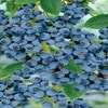 Bosbes (Vaccinium corymbosum 'Goldtraube')