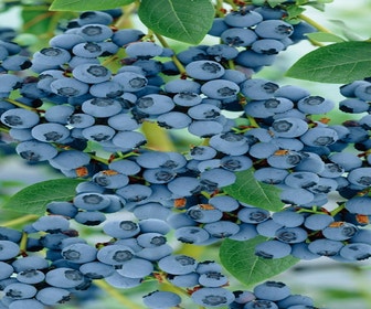 Bosbes (Vaccinium corymbosum 'Goldtraube')