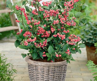 Bosbes (Vaccinium corymbosum 'Pink Berry')